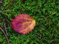 Rotgelbes Espenblatt auf Moosteppich